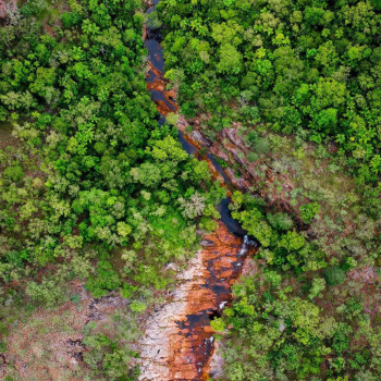 Aerial view of forest