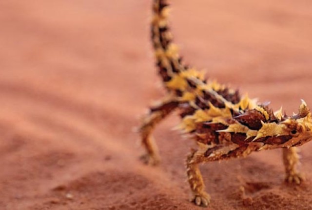 Thorny devil banner