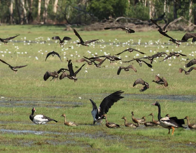 A large flock of birds flying over a green wetland, with several birds standing and walking in the shallow water.