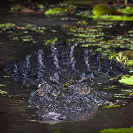 A crocodile partially submerged in dark water, with only its head and ridged back visible among floating vegetation.