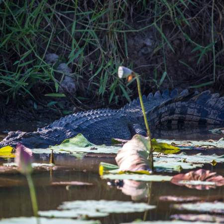 Crocodile in the wetlands