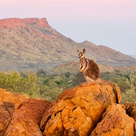 Wallaby sitting on rock during sunrise tour