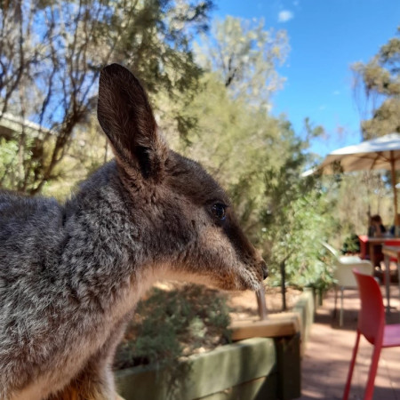 A close-up of a wallaby standing near outdoor seating in a garden setting.
