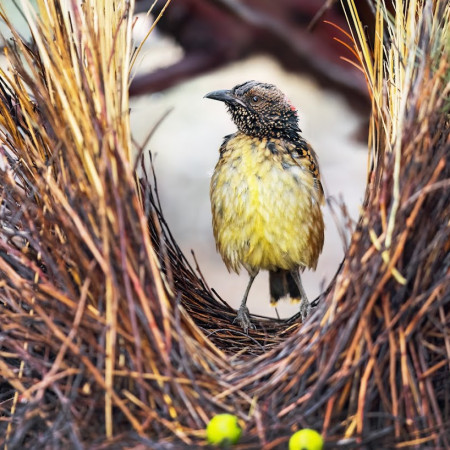 A small bird standing inside a bower made of twigs, surrounded by natural light and bushland colours.
