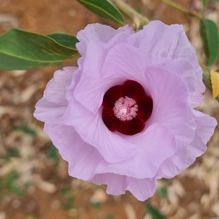 A close-up of a pale pink native flower with a deep red centre, set against blurred foliage.