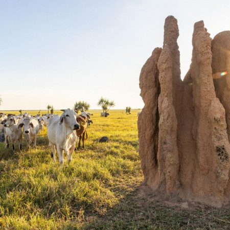 Brahman cattle standing near large termite mounds on open grassland at Finniss River Lodge.