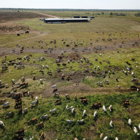 Drone view of cattle spread across wide pastoral land near Finniss River Lodge.
