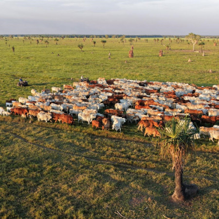 Large herd of cattle gathered in open paddock on Finniss River pastoral property.