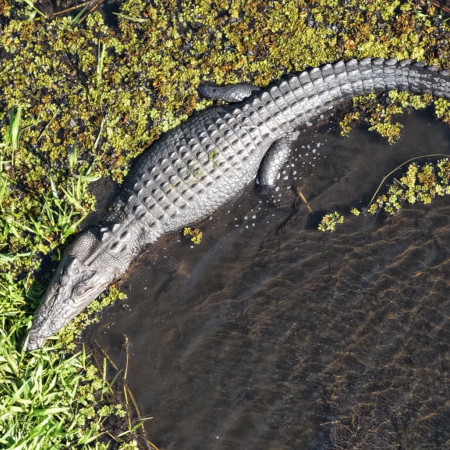 Saltwater crocodile swimming along the riverbank surrounded by green vegetation.