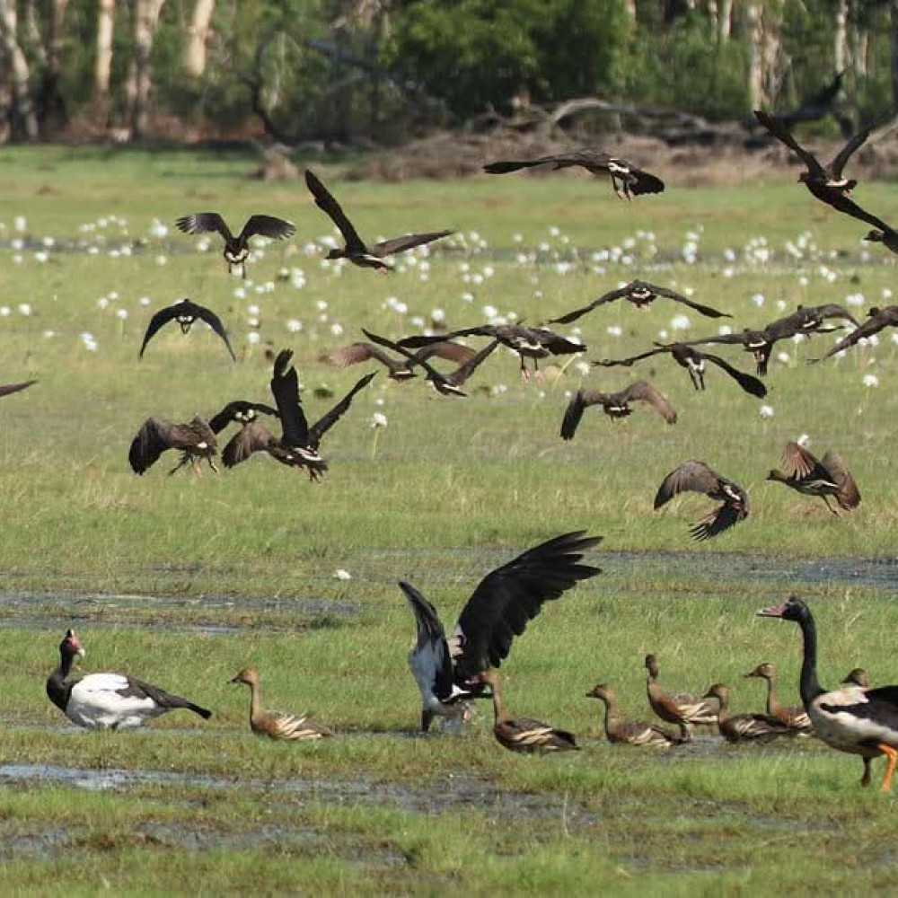 A large flock of birds flying over a green wetland, with several birds standing and walking in the shallow water.