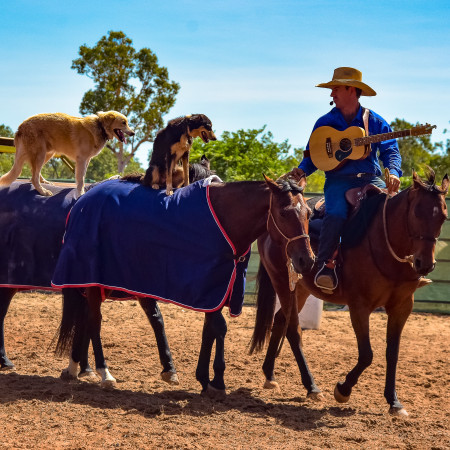 Person with two horses, both horses with dogs standing on their backs