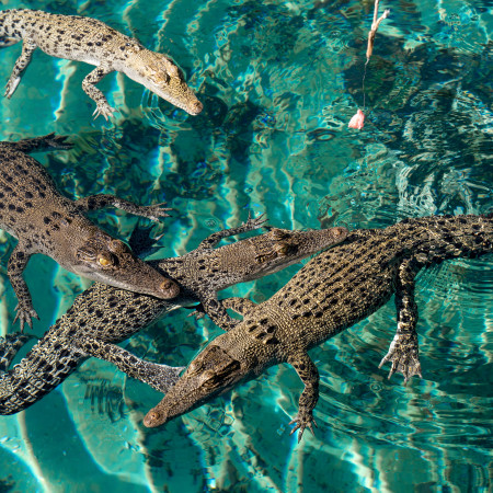 Baby crocodiles in water at Crocosaurus Cove