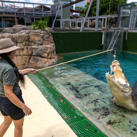 Croc feeding at Crocosaurus Cove