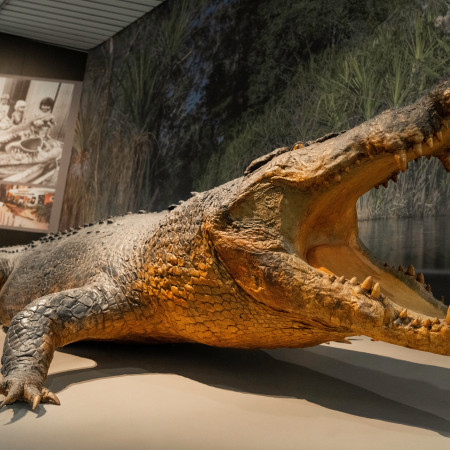 Sweetheart the saltwater crocodile display at MAGNT