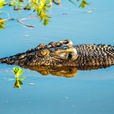 Crocodile at Kakadu National Park