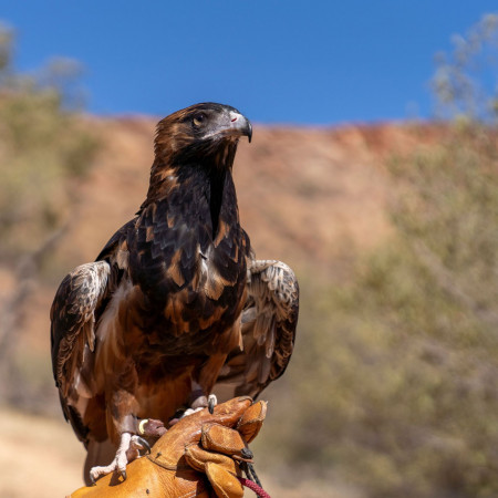Alice Springs Desert Park