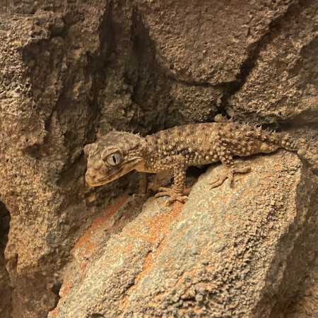 Alice Springs Desert Park