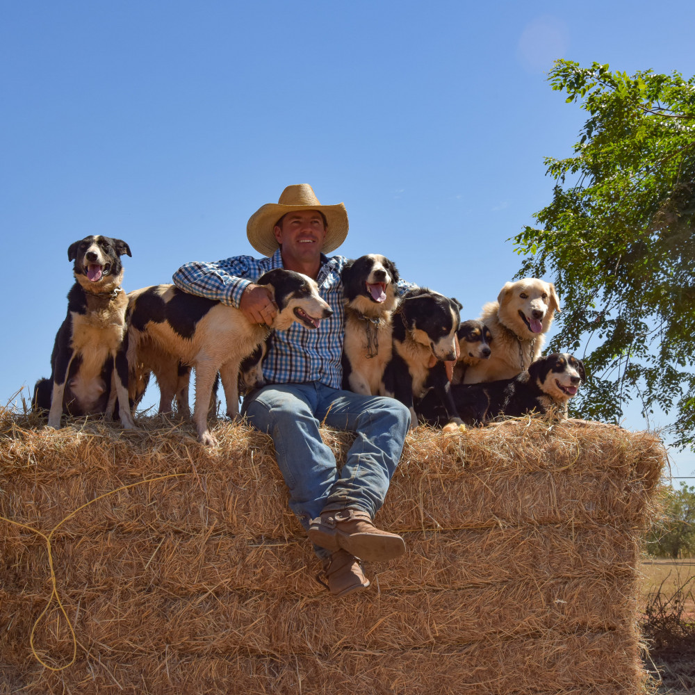 Person with a group of dogs sitting on a hay bale 